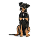 Hundehalsband Hunter Swiss Negro, marrón (38-43.5 cm)